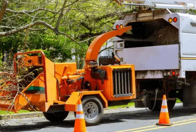 tree removal denton tx