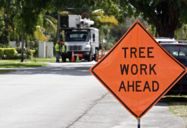 tree removal Plano tx