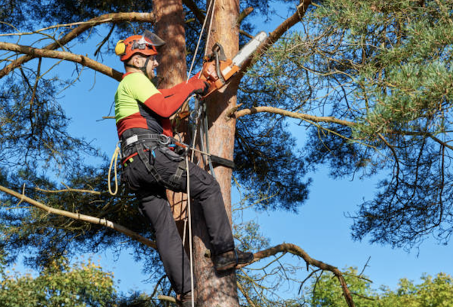 tree pruning denton
