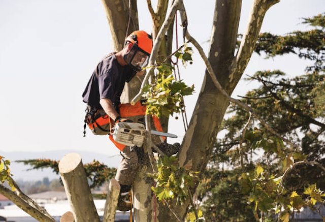 tree removal denton