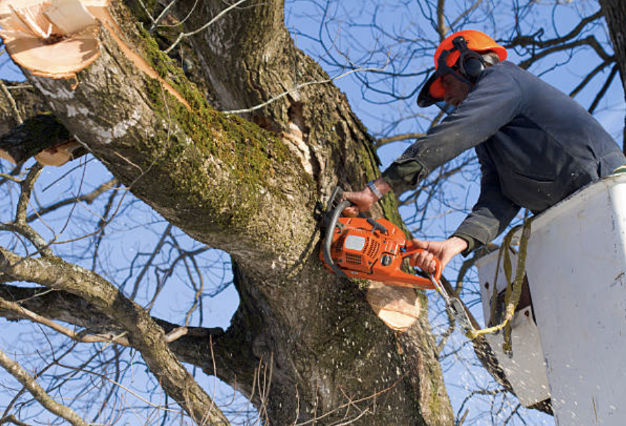 tree trimming denton tx